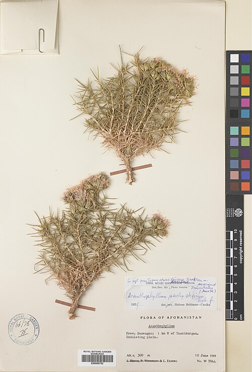 Acanthophyllum pachystegium: Acanthophyllum pachystegium — Herbarium specimen from Samangan, 1 km W. of Taschkurgan, Afghanistan. Collected by Ekberg, Lars (1969-06-10). Recorded in GBIF oc
