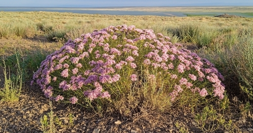 Acanthophyllum pungens (Acanthophyllum pungens)