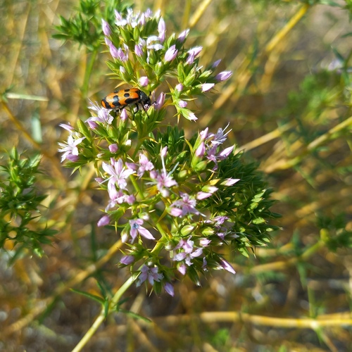 Acanthophyllum pungens (Acanthophyllum pungens)