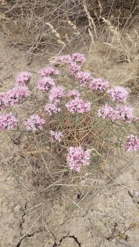 Acanthophyllum pungens (Acanthophyllum pungens)