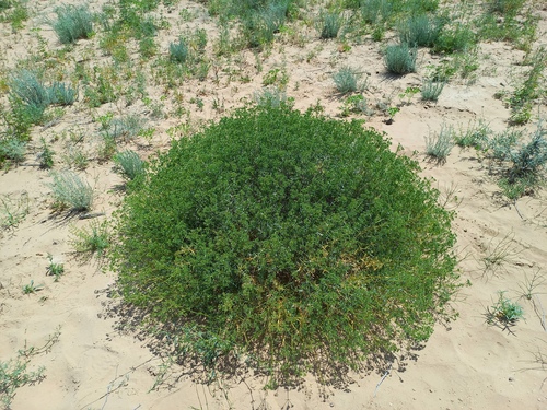 Acanthophyllum pungens (Acanthophyllum pungens)