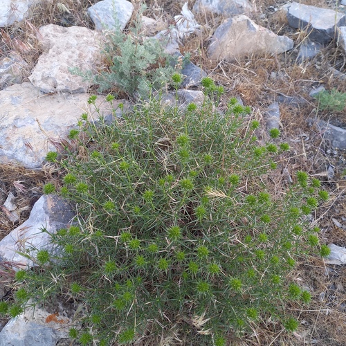 Acanthophyllum pungens (Acanthophyllum pungens)