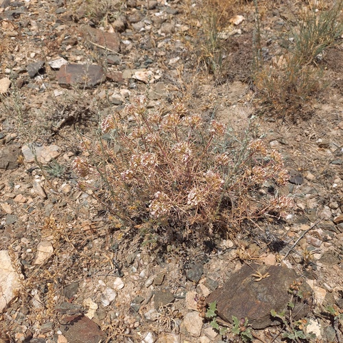 Acanthophyllum pungens (Acanthophyllum pungens)