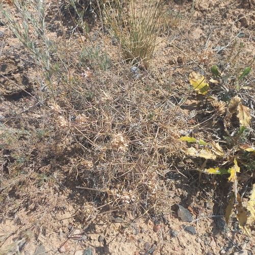 Acanthophyllum pungens (Acanthophyllum pungens)