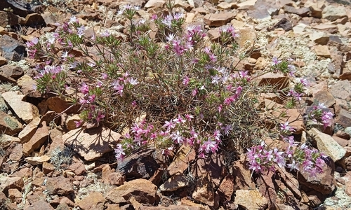 Acanthophyllum pungens (Acanthophyllum pungens)