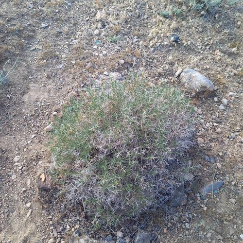 Acanthophyllum pungens (Acanthophyllum pungens)