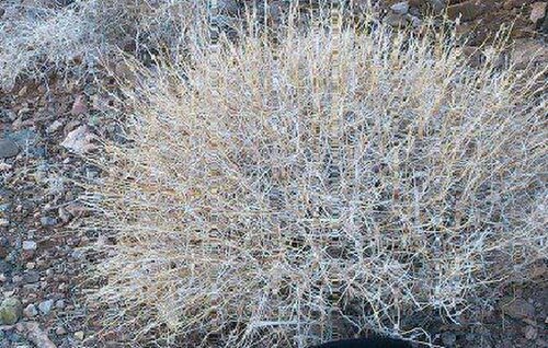 Acanthophyllum squarrosum: Acanthophyllum squarrosum in Iran Bikh