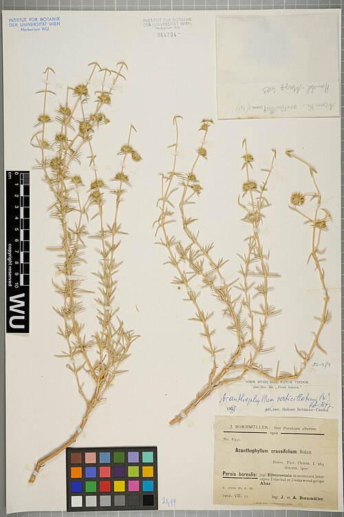 Acanthophyllum verticillatum: Acanthophyllum verticillatum — Herbarium specimen from provisional entry. Collected by Bornmüller,J.F.N. Iter persicum alterum 6341 (1902-07-11). Recorded in GB