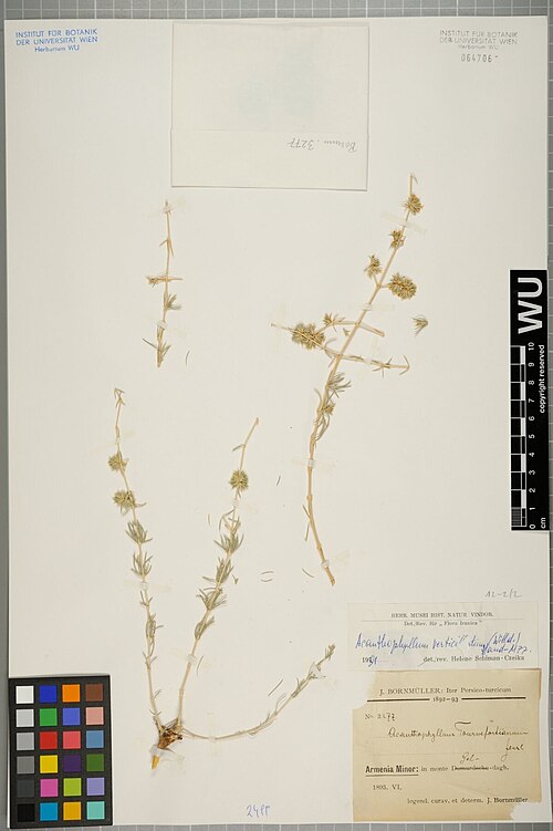 Acanthophyllum verticillatum: Acanthophyllum verticillatum — Herbarium specimen from provisional entry. Collected by Bornmüller,J. Iter persico-turcicum 1892–93 (J. Bornmüller) 3277 (1893-06