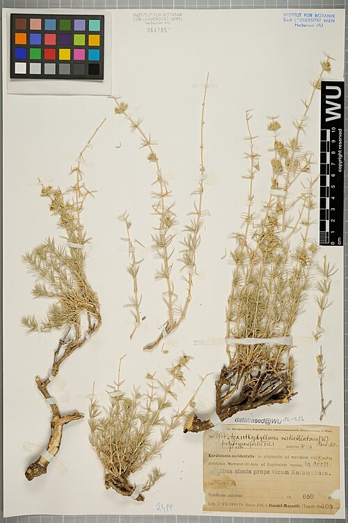 Acanthophyllum verticillatum: Acanthophyllum verticillatum — Herbarium specimen from Kurdistania occidentalis, In altiplanitie ad meridiem vici Kjachta districtus Mamuret-ül-Asis ad Euphrate