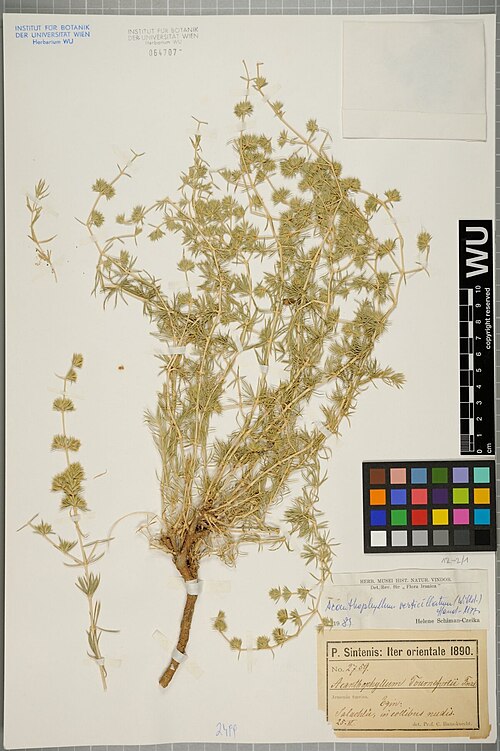Acanthophyllum verticillatum: Acanthophyllum verticillatum — Herbarium specimen from provisional entry. Collected by Sintenis,P. Iter orientale 1890 2759 (1890-06-25). Recorded in GBIF occur