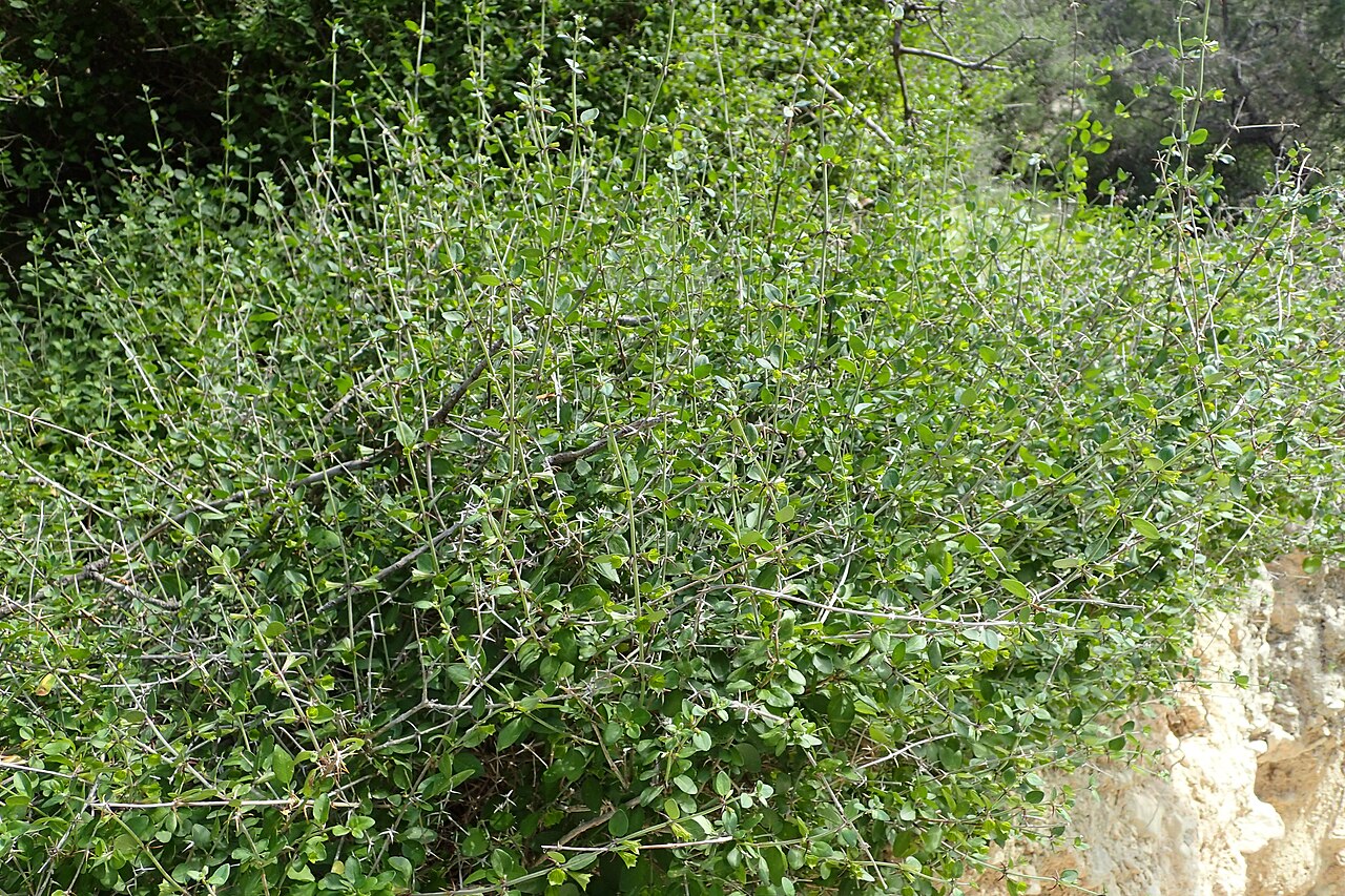 Acanthoprasium integrifolium: Acanthoprasium integrifolium in Avakas Gorge, Cyprus
