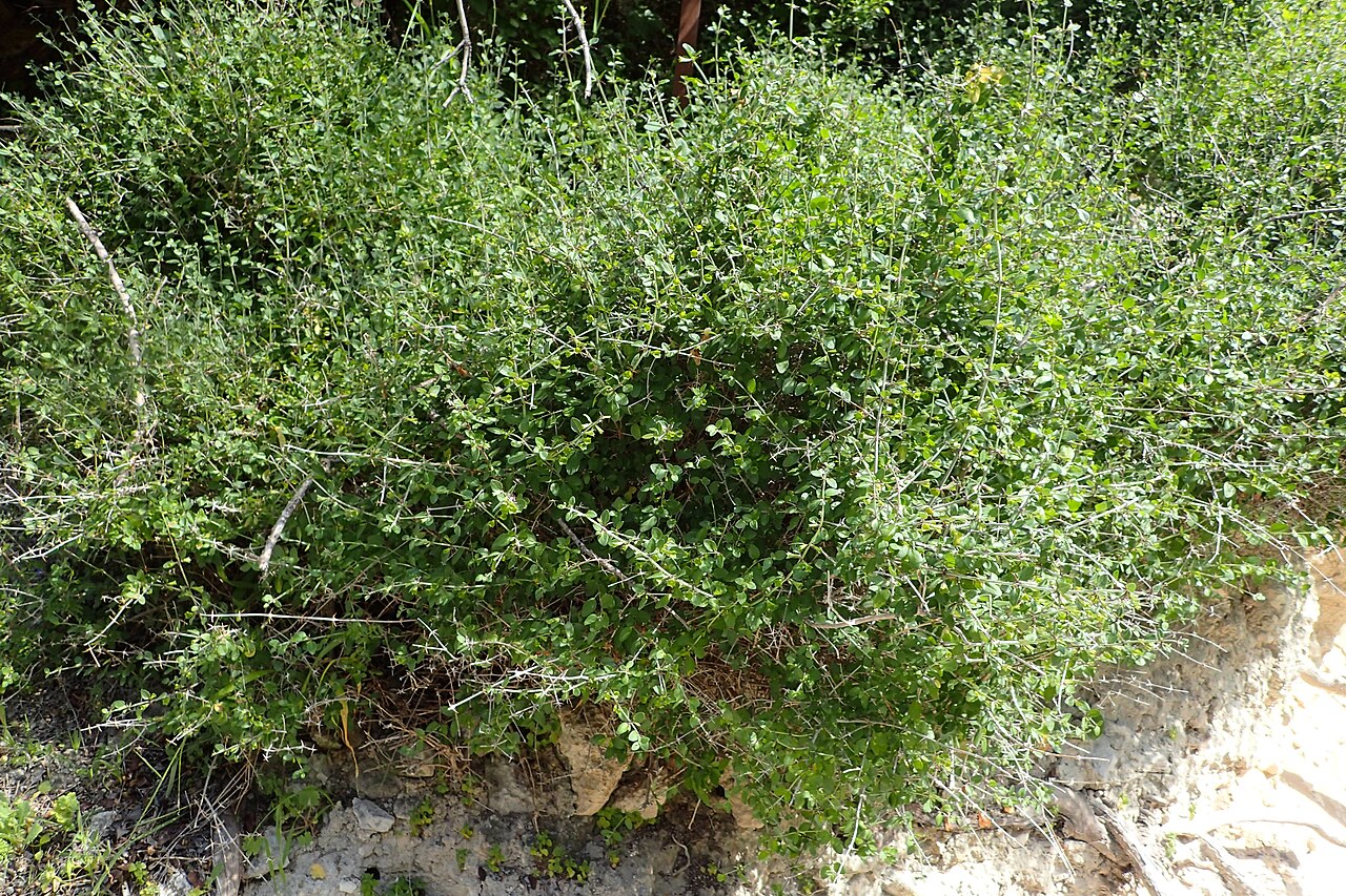 Acanthoprasium integrifolium: Acanthoprasium integrifolium in Avakas Gorge, Cyprus