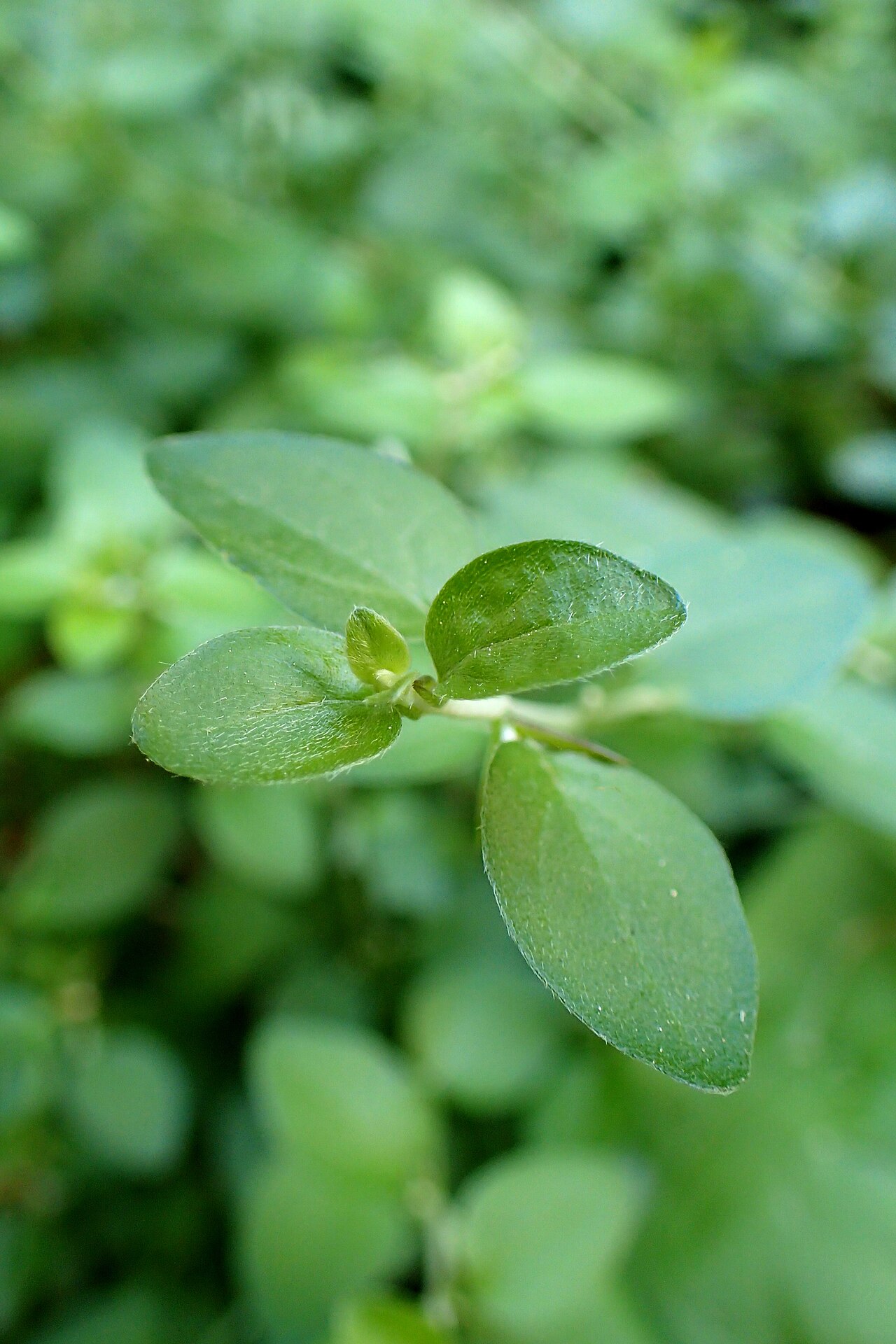 Acanthoprasium integrifolium: Acanthoprasium integrifolium in Avakas Gorge, Cyprus