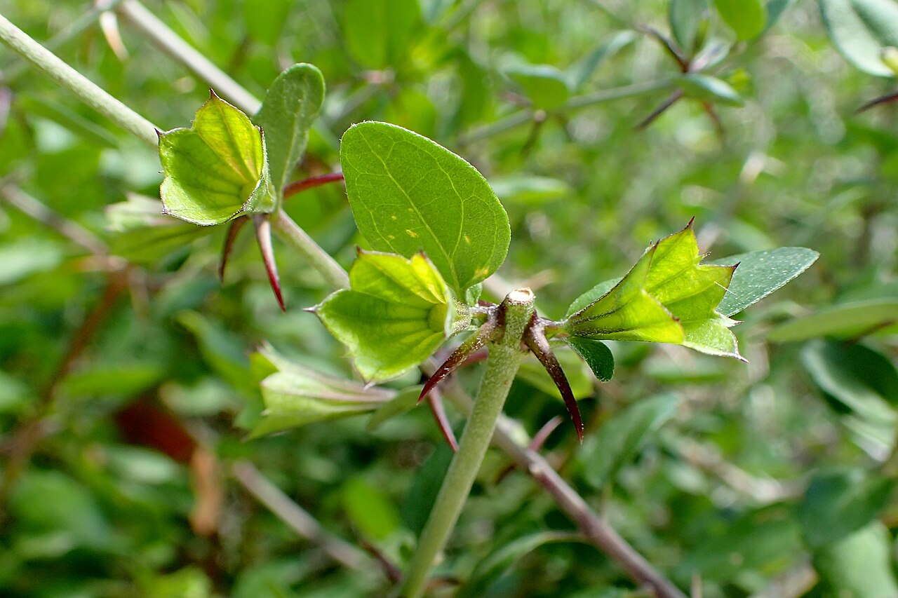 Acanthoprasium integrifolium: Acanthoprasium integrifolium in Avakas Gorge, Cyprus