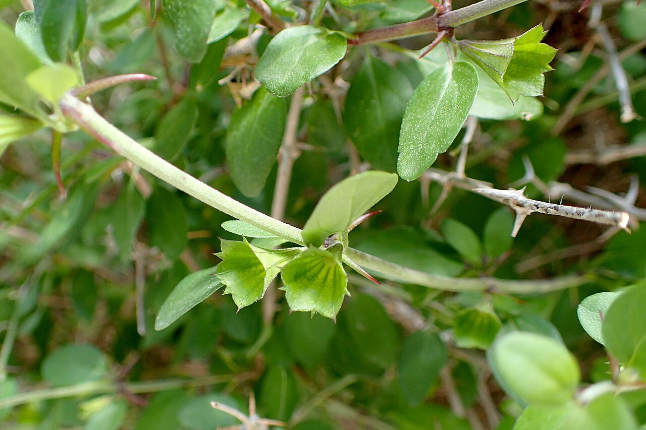 Acanthoprasium integrifolium: Acanthoprasium integrifolium in Avakas Gorge, Cyprus