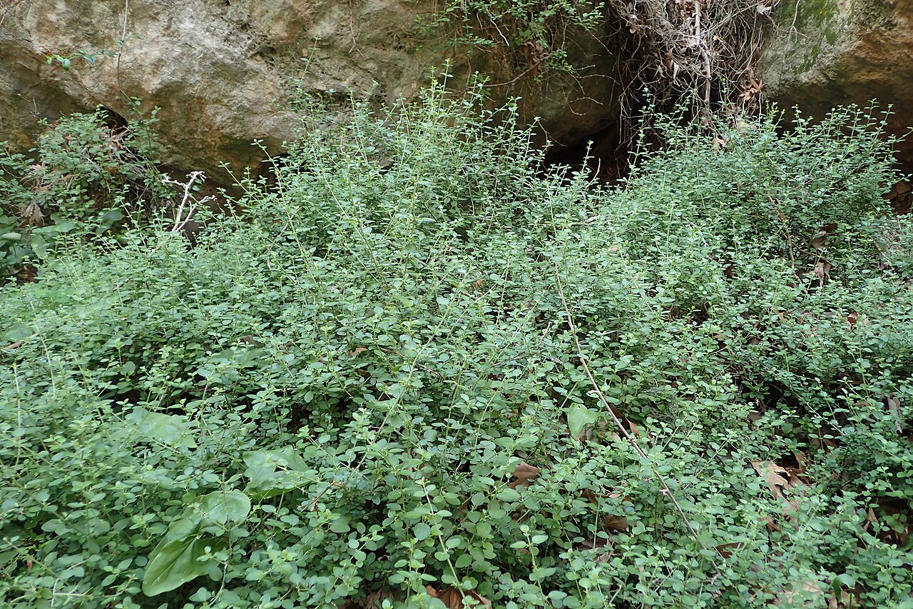 Acanthoprasium integrifolium: Acanthoprasium integrifolium in Avakas Gorge, Cyprus