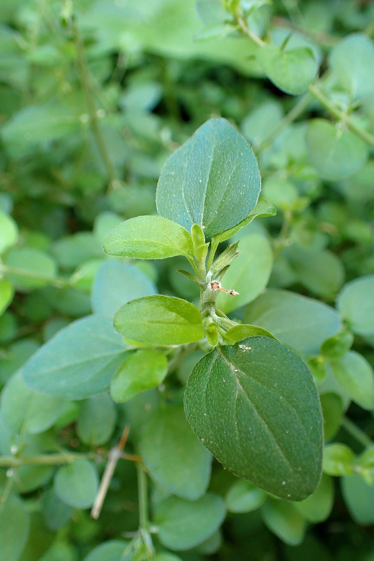 Acanthoprasium integrifolium: Acanthoprasium integrifolium in Avakas Gorge, Cyprus