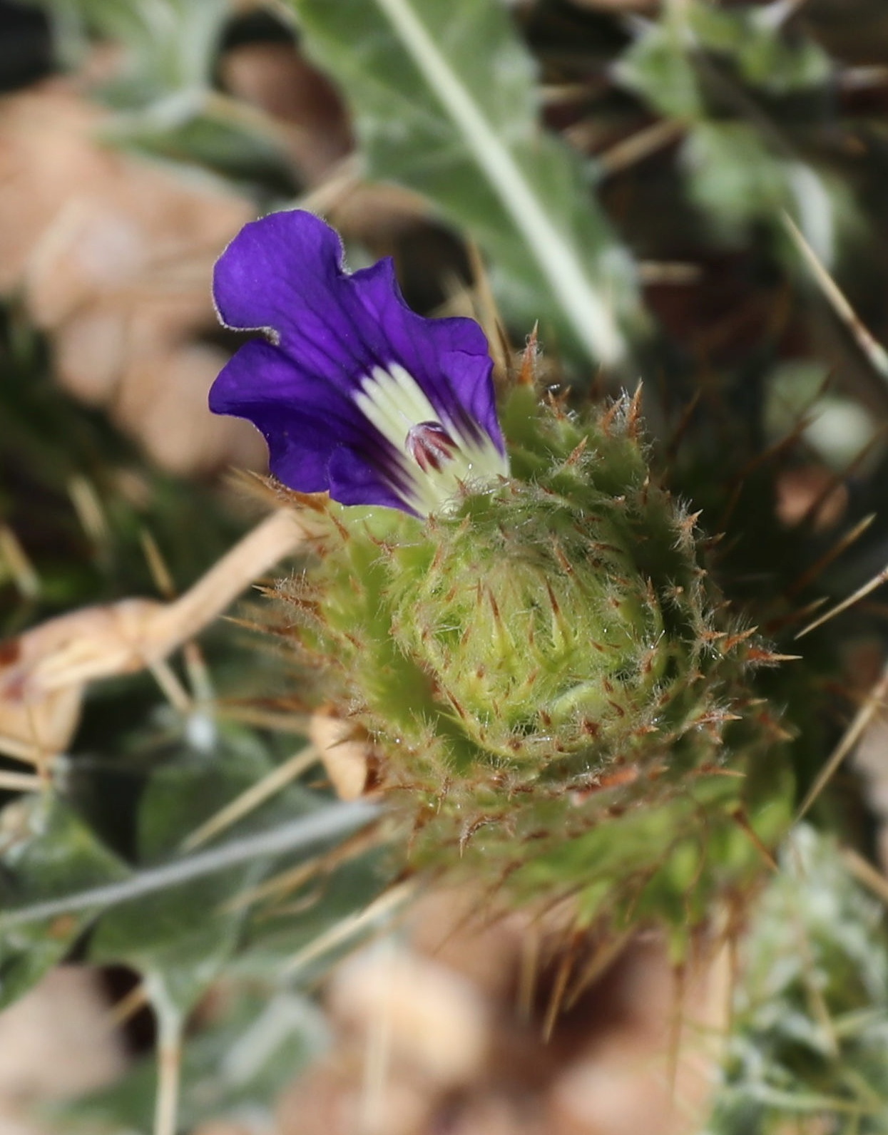 Acanthopsis disperma: Goegap Nature Preserve
