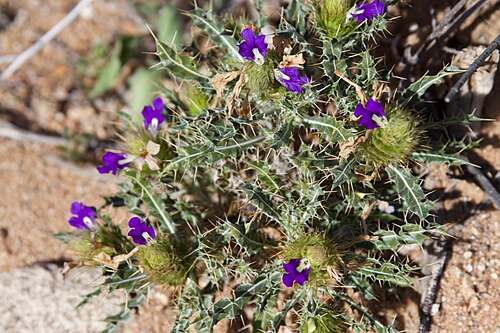 Acanthopsis disperma: Acanthopsis disperma in Goegap Nature Preserve, South Africa