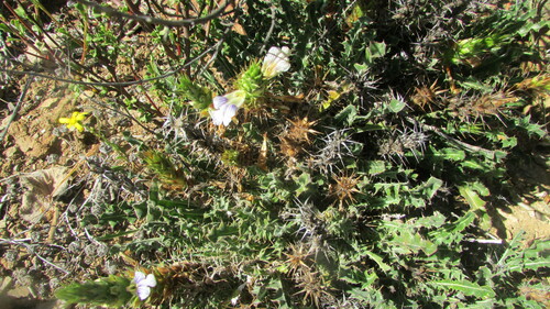 Acanthopsis scullyi (Acanthopsis scullyi)
