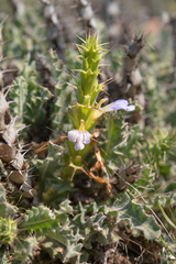 Acanthopsis scullyi (Acanthopsis scullyi)