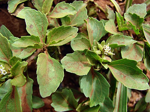 Paraguayan starbur: Spiny-bur (Acanthospermum australe) :Leaves, fruit and flower