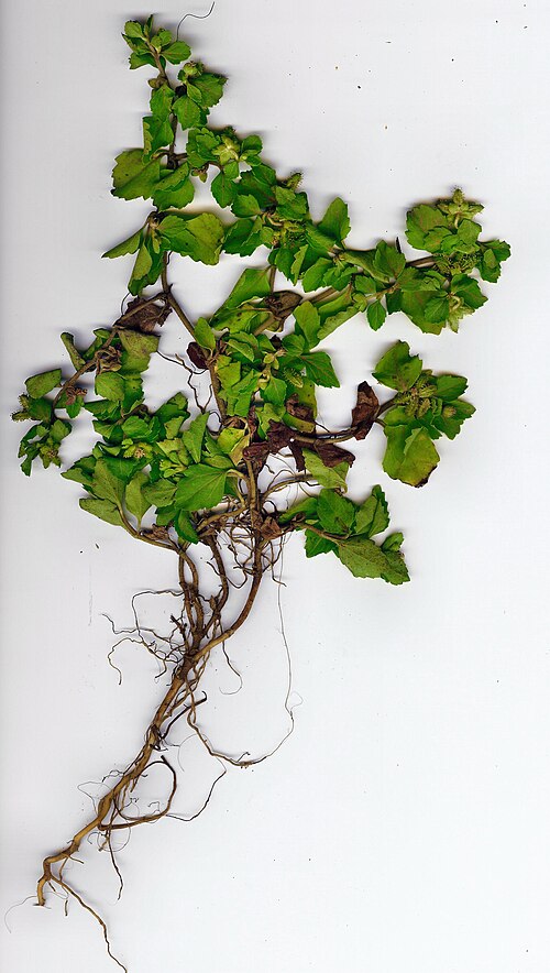 Paraguayan starbur: Spiny-bur (Acanthospermum australe) : plant