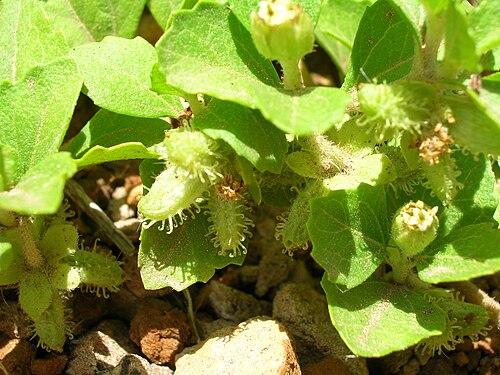 Paraguayan starbur: Acanthospermum australe (habit). Location: Molokai, Kukumamalu gulch