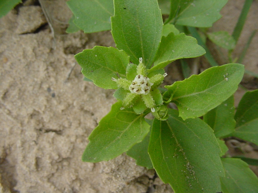 Paraguayan starbur: Acanthospermum australe - ASTERACEAE - Tavares ? RS - Brasil