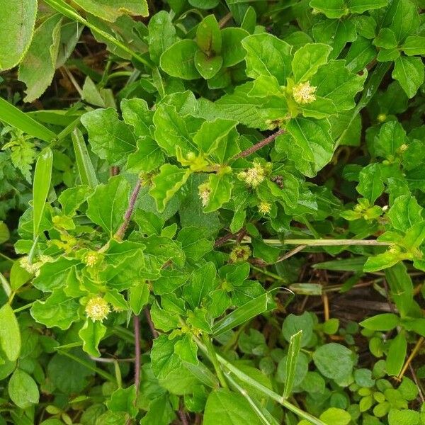 Paraguayan starbur (Acanthospermum australe)