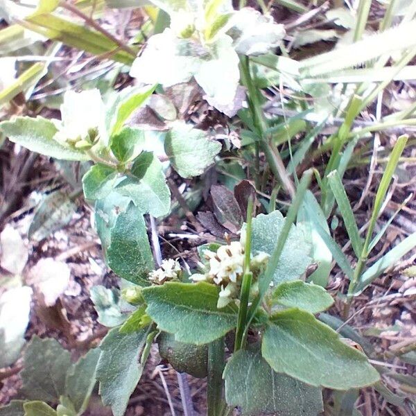 Paraguayan starbur (Acanthospermum australe)
