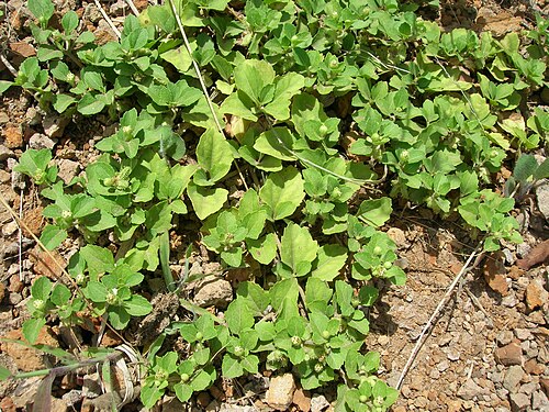 Paraguayan starbur: Acanthospermum australe (habit). Location: Molokai, Kukumamalu gulch