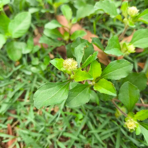Paraguayan starbur (Acanthospermum australe)