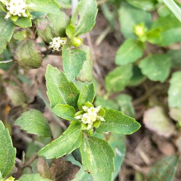 Paraguayan starbur (Acanthospermum australe)