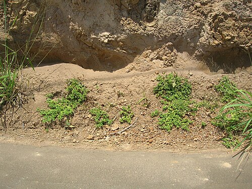 Paraguayan starbur: Acanthospermum australe (habit). Location: Molokai, Kukumamalu gulch