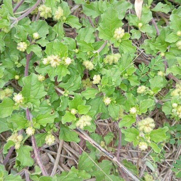 Paraguayan starbur (Acanthospermum australe)