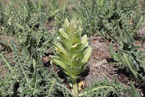 Acanthus hirsutus: Acanthus hirsutus in Türkiye