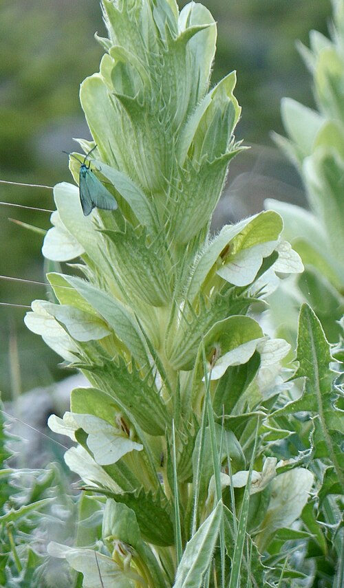 Acanthus hirsutus: Acanthus hirsutus in Türkiye