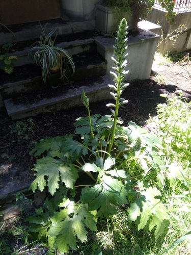 Bear's breech (Acanthus mollis)