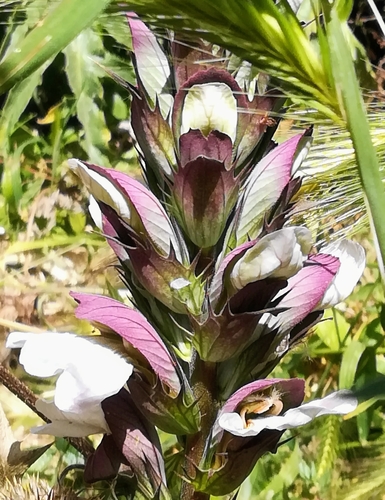 Bear's breech (Acanthus mollis)