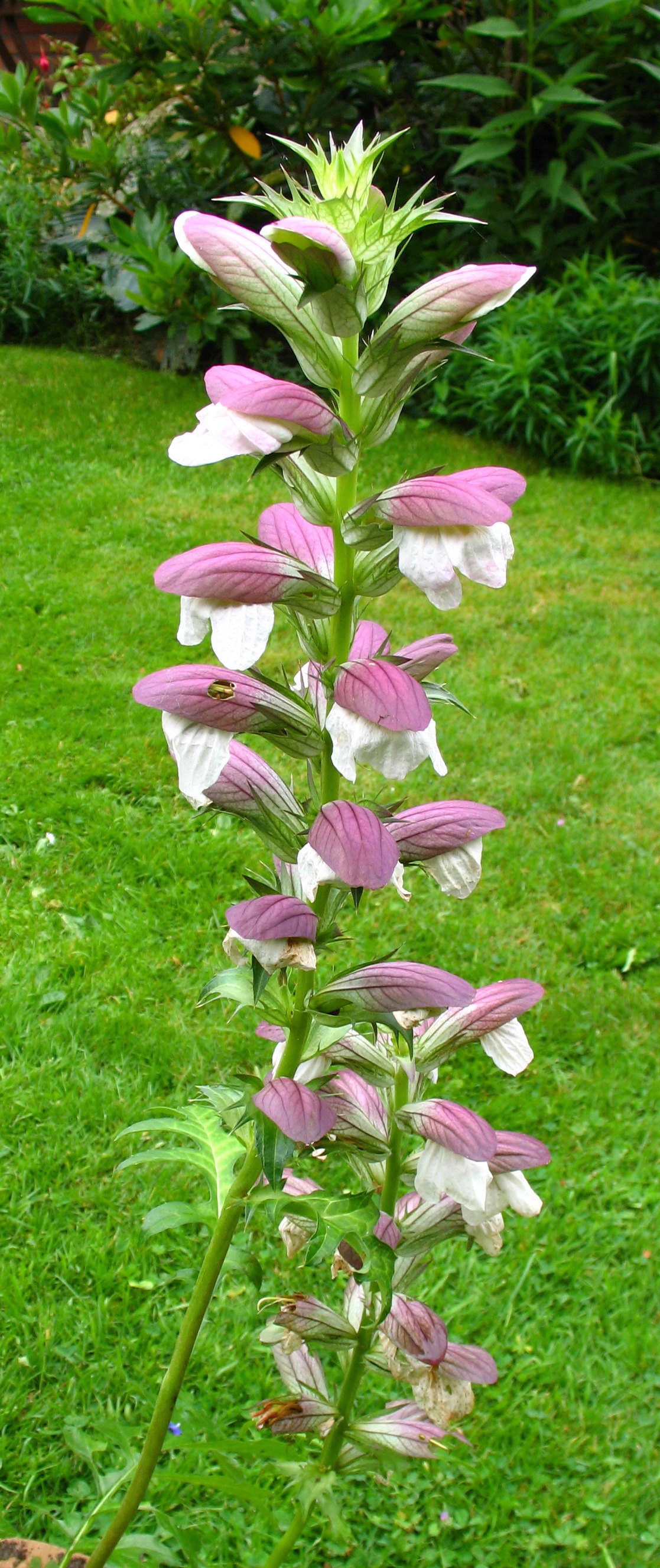 Bear's breech: Acanthus mollis , fam. Acanthaceae