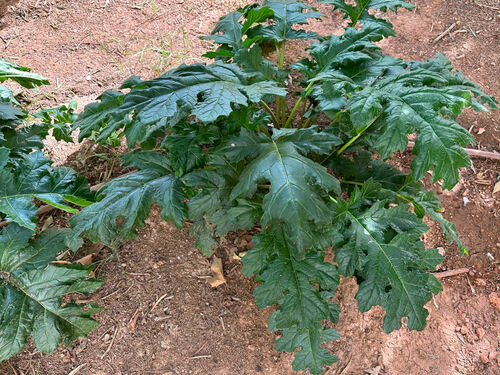 Bear's breech (Acanthus mollis)