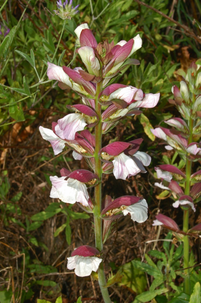 Bear's breech: Acanthus mollis - S. Bernardo, Genova, Italy