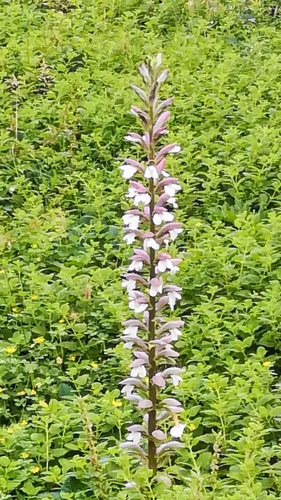 Bear's breech (Acanthus mollis)