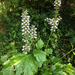 Bear's breech