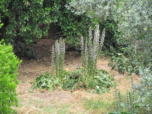 Bear's breech (Acanthus mollis)