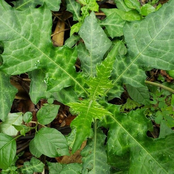 Acanthus montanus (Acanthus montanus)