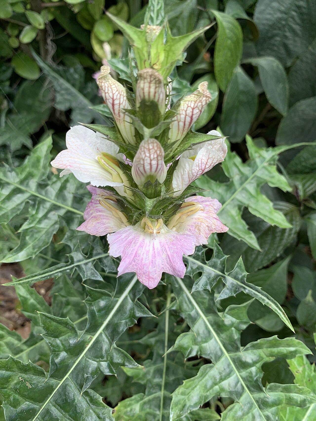 Acanthus montanus: Acanthus montanus in Mounts Botanical Garden,West Palm Beach, Florida, USA