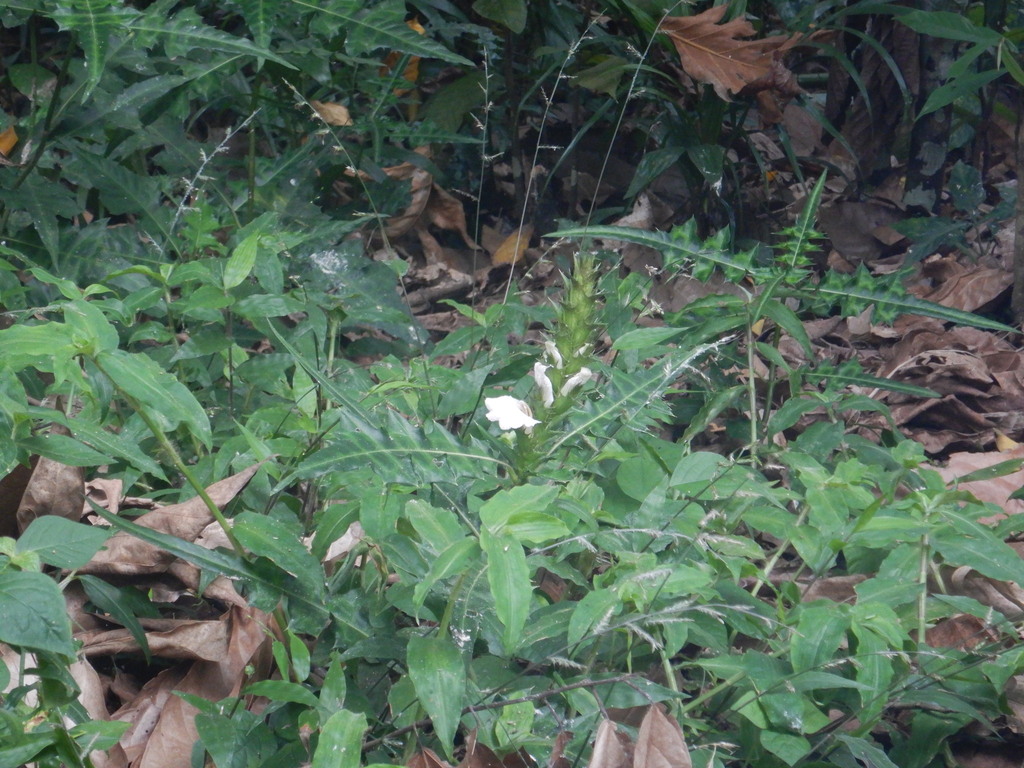 Acanthus montanus (Acanthus montanus)